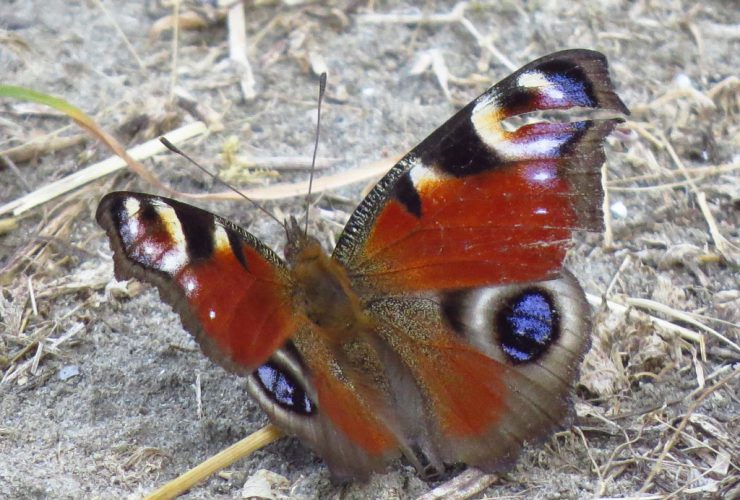 Peacock Butterfly - Aglais io - Po Delta