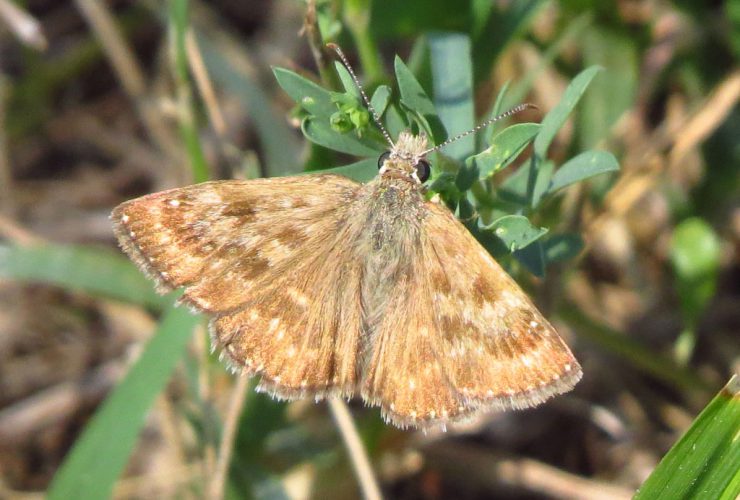 Dingy skipper - Erynnis tages - Po Delta
