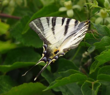 Scarce Swallowtail - Iphiclides podalirius - Euganean Hills