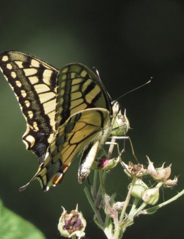 Swallowtail - Papilio machaon - Cavarzere wetland