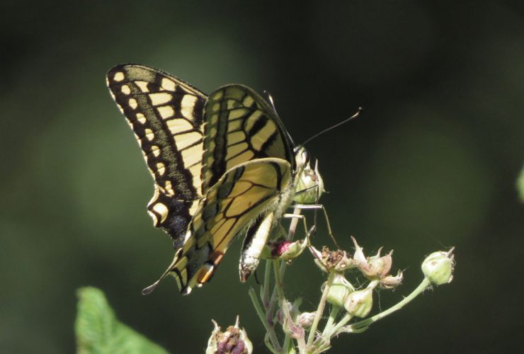 Swallowtail - Papilio machaon - Cavarzere wetland