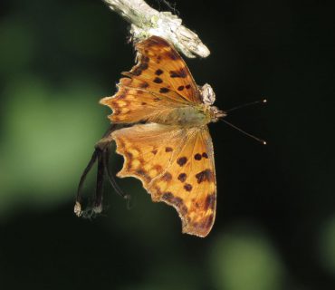 Comma Butterfly - Polygonia c-album - Cavarzere wetland