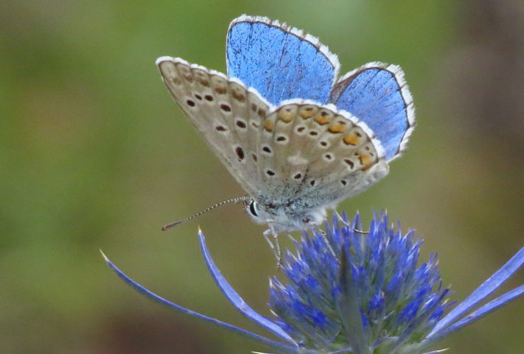 Adonis Blue - Polyommates bellargus - Euganean Hills