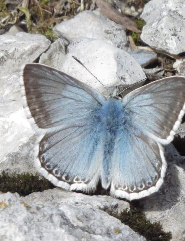 Chalk-hill Blue - Polyommatus coridon - Mount Baldo