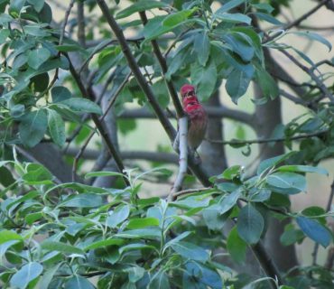 Scarlet Rosefinch