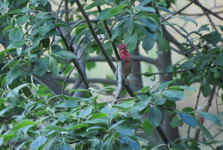Scarlet Rosefinch